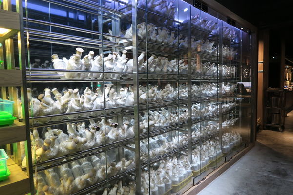 【台中北區】壯觀百菇牆現摘現烤『山鯨燒肉』