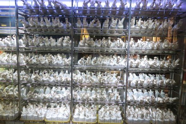 【台中北區】壯觀百菇牆現摘現烤『山鯨燒肉』