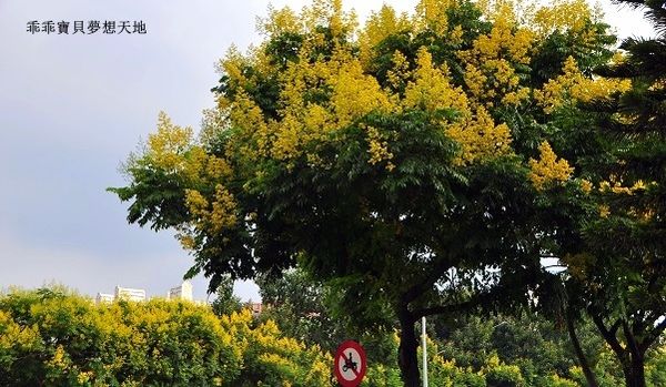 台北大學欒樹-6.JPG