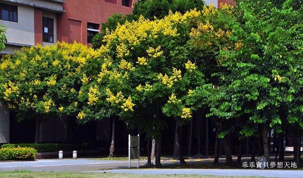 台北大學欒樹-15.JPG