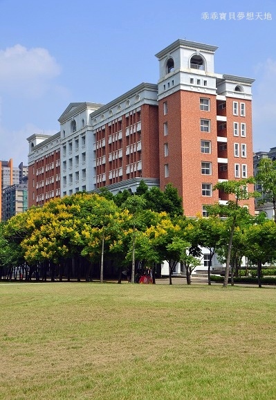 台北大學欒樹-8.JPG