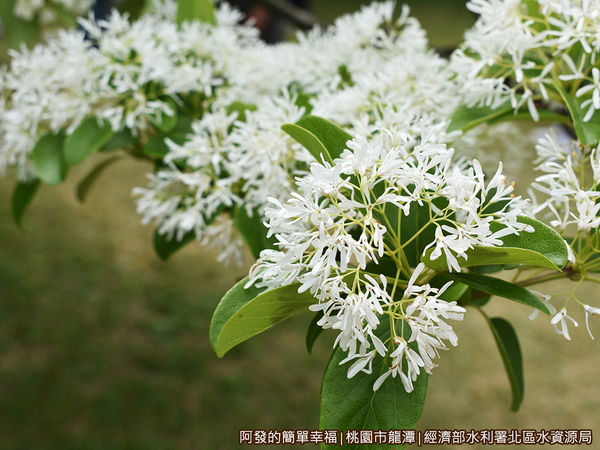 北區水資源局13-盛開的流蘇-特寫I