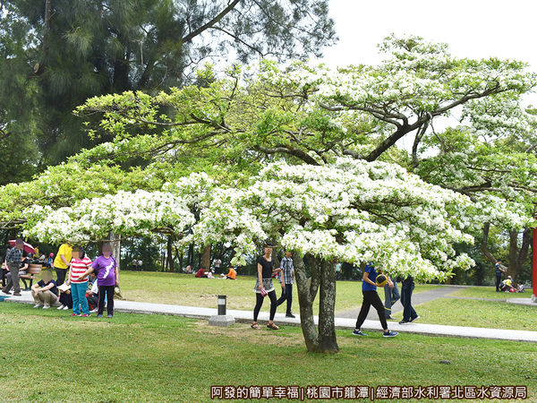 北區水資源局10-盛開的流蘇樹