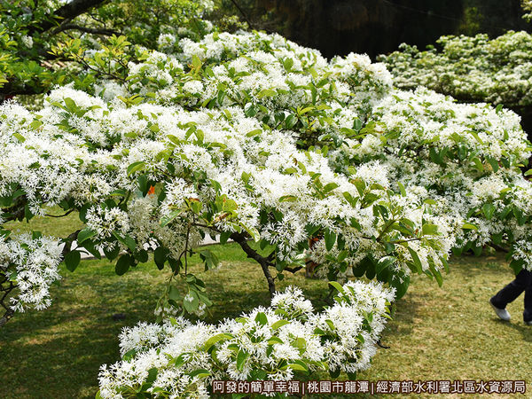 北區水資源局12-盛開的流蘇II