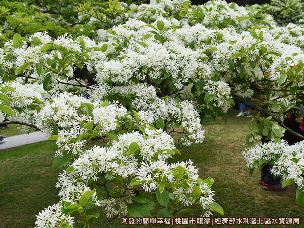 北區水資源局11-盛開的流蘇I