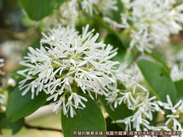 北區水資源局14-盛開的流蘇-特寫II