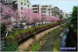 新北中和。八二三紀念公園(四號公園)流蘇花美如雪