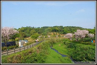 新北中和。八二三紀念公園(四號公園)流蘇花美如雪