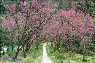 新北中和。八二三紀念公園(四號公園)流蘇花美如雪
