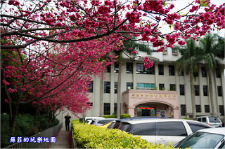 新北中和。八二三紀念公園(四號公園)流蘇花美如雪