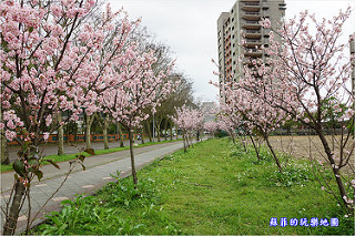 新北中和。八二三紀念公園(四號公園)流蘇花美如雪