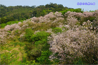 新北中和。八二三紀念公園(四號公園)流蘇花美如雪
