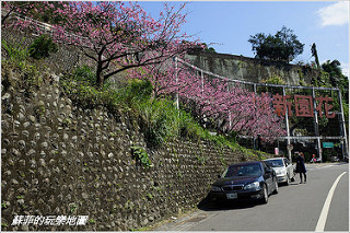 新北中和。八二三紀念公園(四號公園)流蘇花美如雪