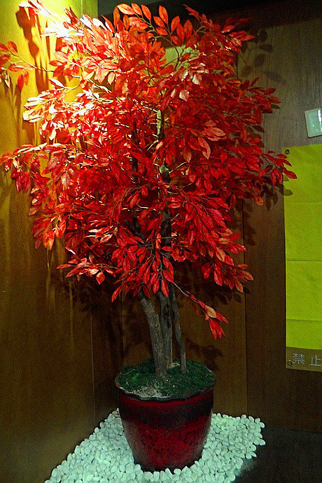 美食  ░  hsinchu 藏湘居酒屋 Kaohsiungfood 新開幕日式創意料理高雄居酒屋 明華店， 高雄宵夜- 高雄啤酒節網路票選冠軍 29高雄必吃.jpg