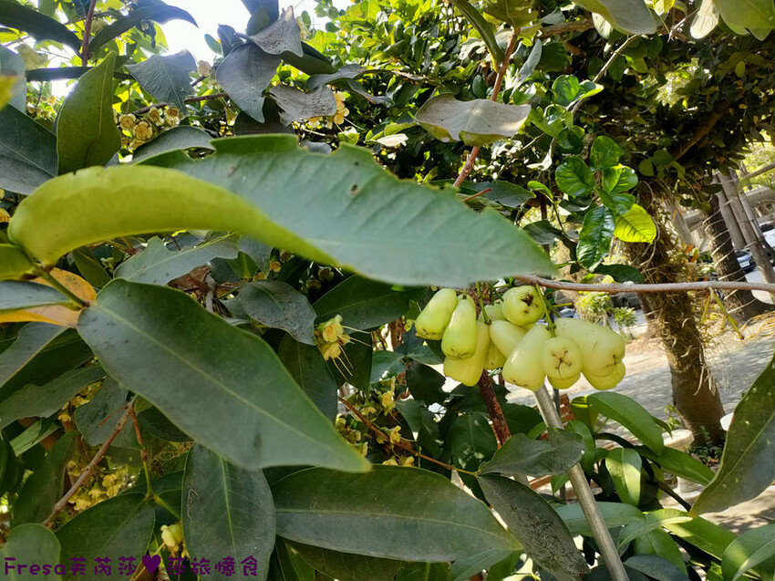高雄聚餐【綠野山莊土雞城】大社觀音山步道附近ＣＰ值高土雞餐廳.招牌茶油雞＆菜脯雞湯推薦必點│附設停車場│活動宴席│大社美食 - Fresa芙芮莎♥莎旅憶食