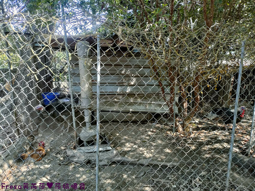 高雄聚餐【綠野山莊土雞城】大社觀音山步道附近ＣＰ值高土雞餐廳.招牌茶油雞＆菜脯雞湯推薦必點│附設停車場│活動宴席│大社美食 - Fresa芙芮莎♥莎旅憶食