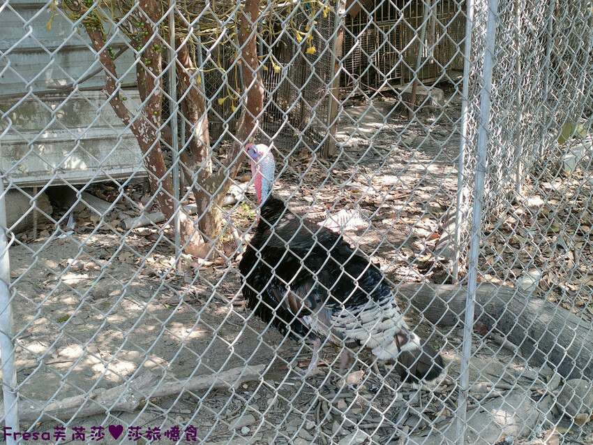 高雄聚餐【綠野山莊土雞城】大社觀音山步道附近ＣＰ值高土雞餐廳.招牌茶油雞＆菜脯雞湯推薦必點│附設停車場│活動宴席│大社美食 - Fresa芙芮莎♥莎旅憶食