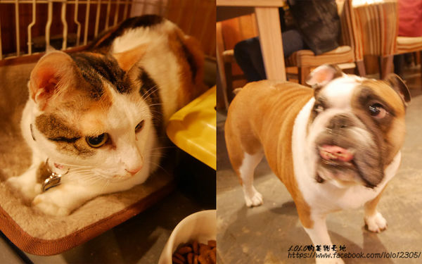 【花蓮旅食趣】全台唯一超特別天可汗蒙古包住宿！徜徉在大自然中的山海趣田園親子民宿，四月開始還有迷你馬喔~(內含花蓮好吃好玩店家懶人包!)OOPS驚奇咖啡/禾田野/佳興檸檬汁/邊境甜點/台開農場