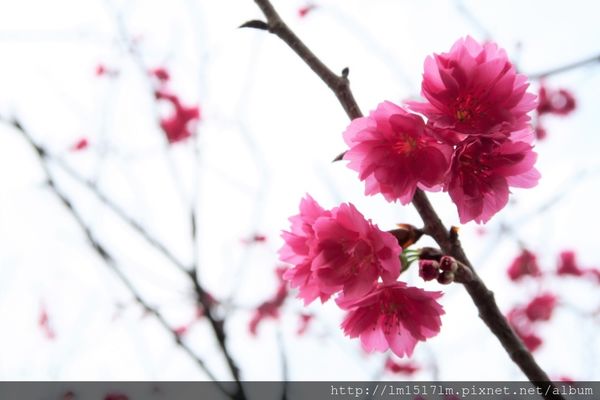 泰安櫻花 泰安櫻花