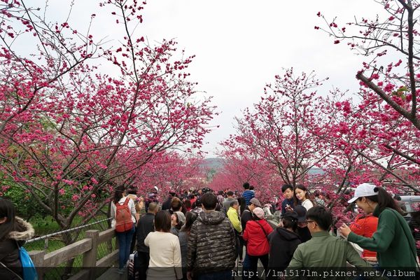 泰安櫻花 泰安櫻花