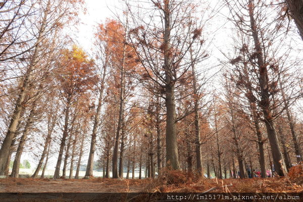 泰安落雨松 泰安落雨松