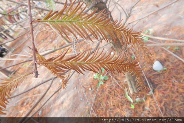 泰安落雨松 泰安落雨松