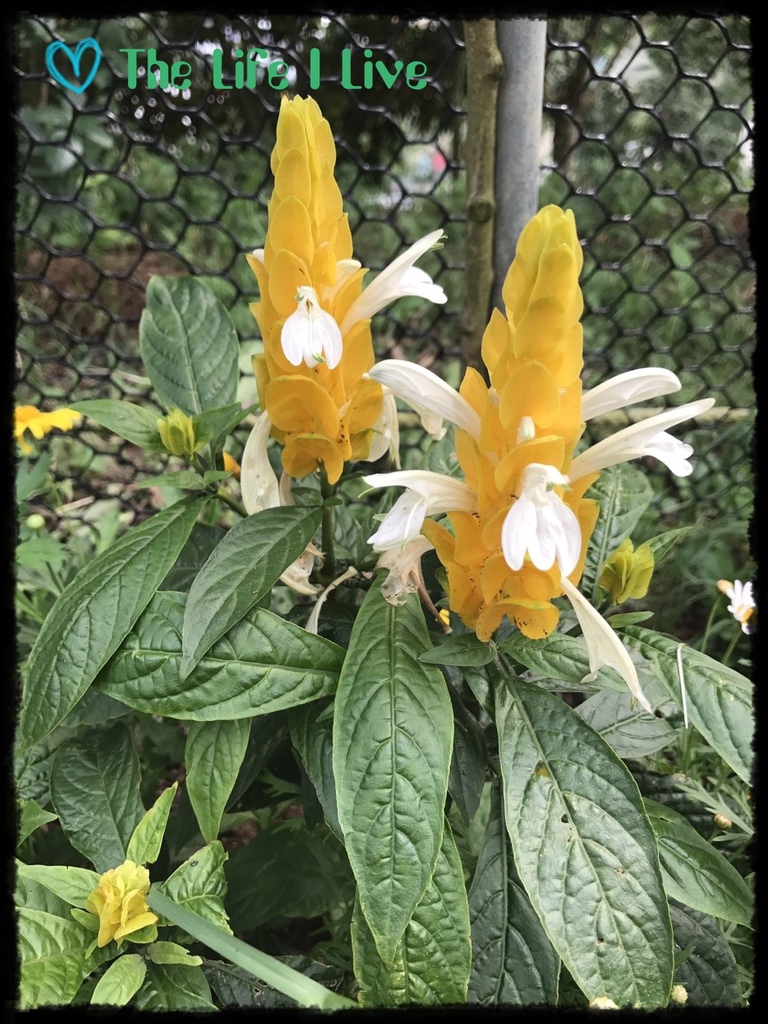 雅聞七里香玫瑰森林 47.jpg