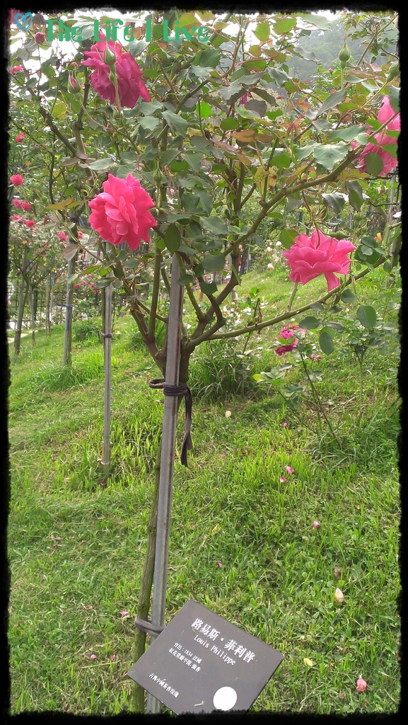 雅聞七里香玫瑰森林 6.jpg