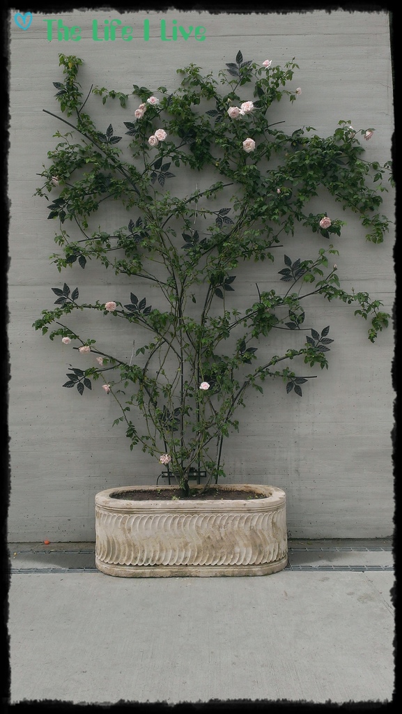 雅聞七里香玫瑰森林 35.jpg