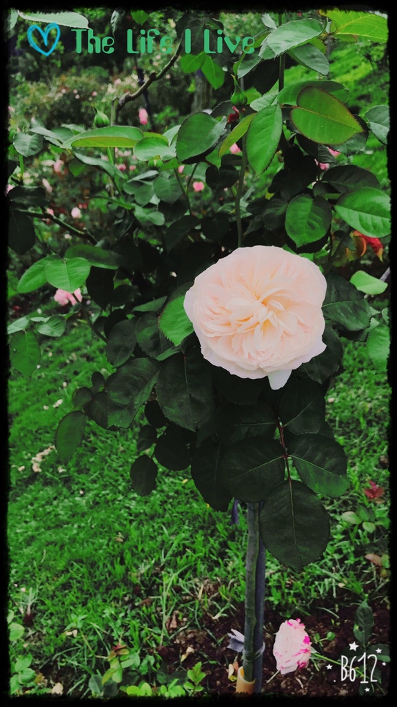 雅聞七里香玫瑰森林 48.jpg