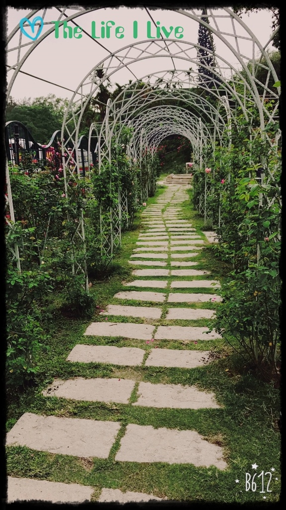 雅聞七里香玫瑰森林 39.jpg