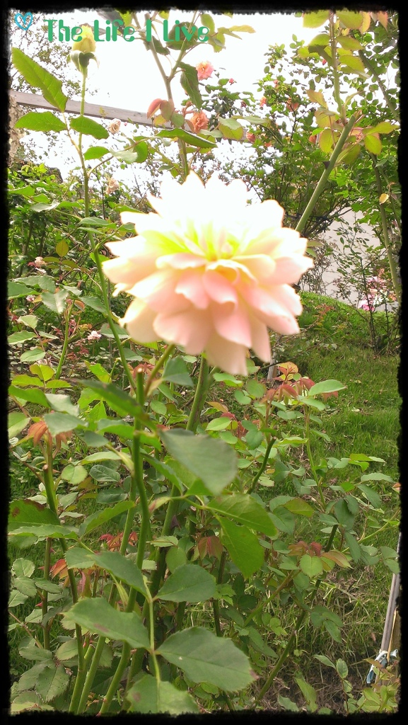 雅聞七里香玫瑰森林 19.jpg