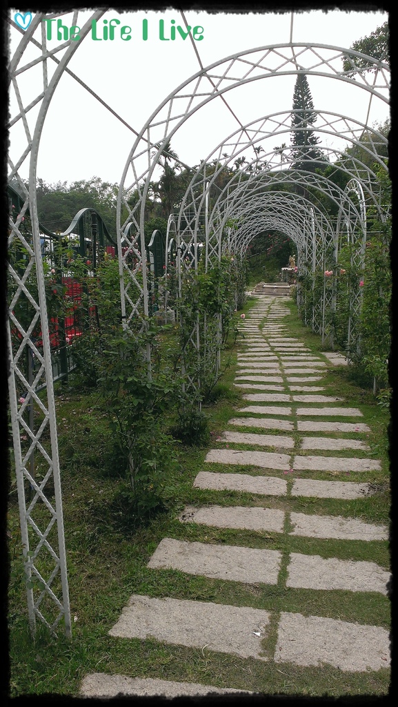 雅聞七里香玫瑰森林 12.jpg