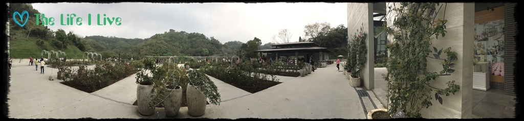 雅聞七里香玫瑰森林 43.jpg