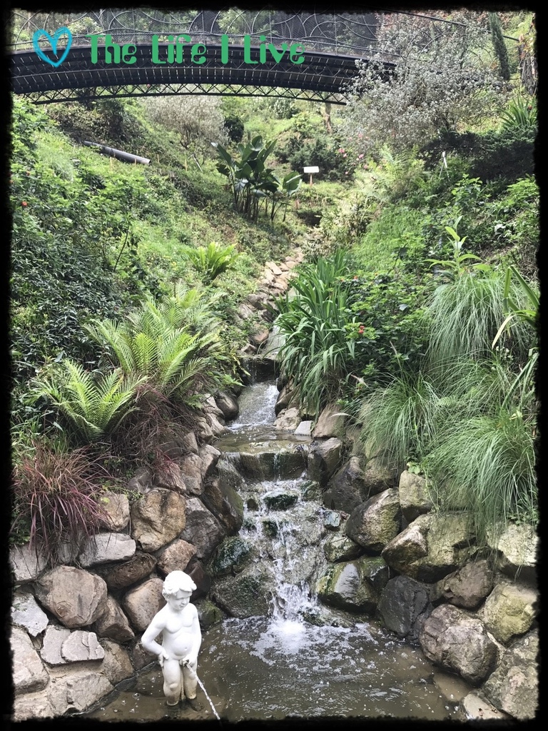 雅聞七里香玫瑰森林 44.jpg