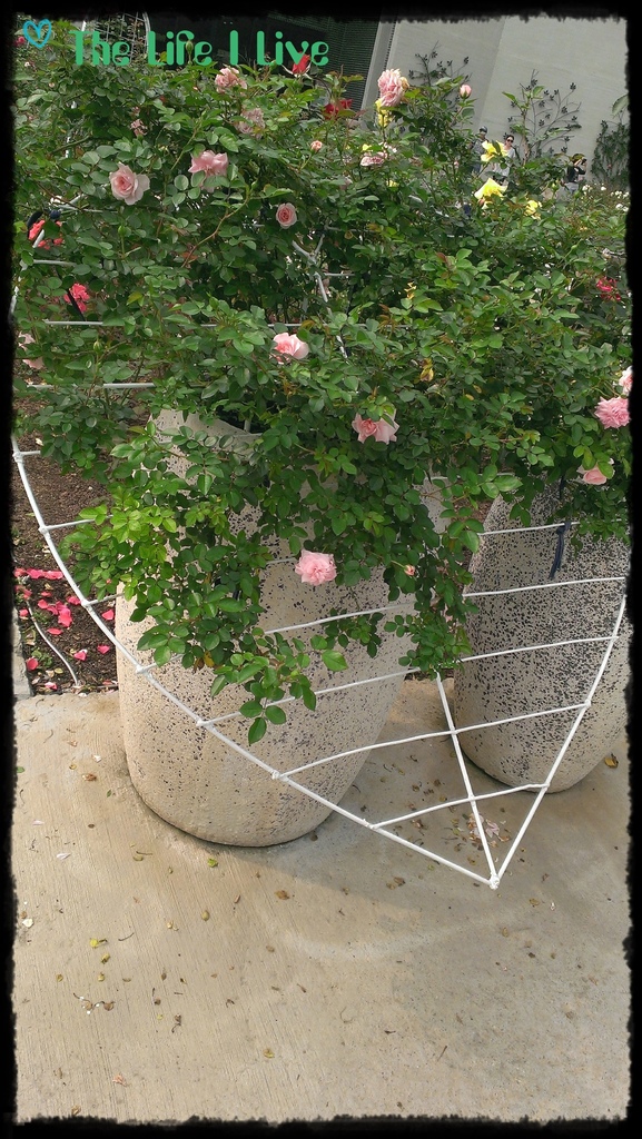 雅聞七里香玫瑰森林 28.jpg