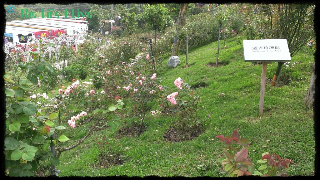 雅聞七里香玫瑰森林 20.jpg