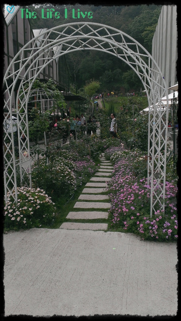 雅聞七里香玫瑰森林 30.jpg