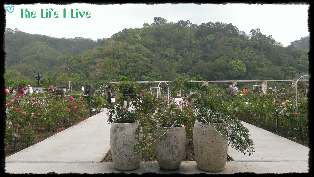 雅聞七里香玫瑰森林 33.jpg