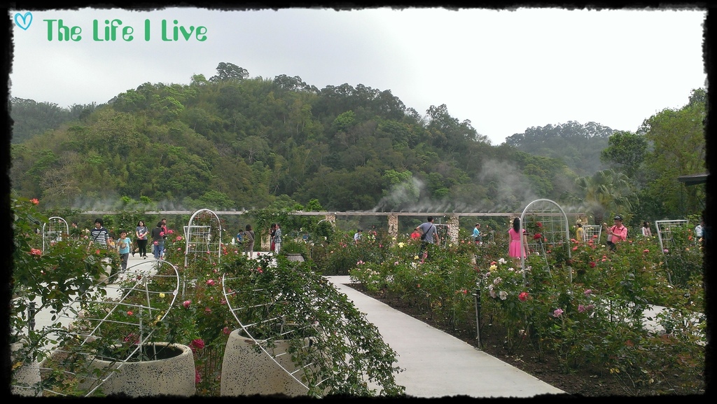 雅聞七里香玫瑰森林 34.jpg