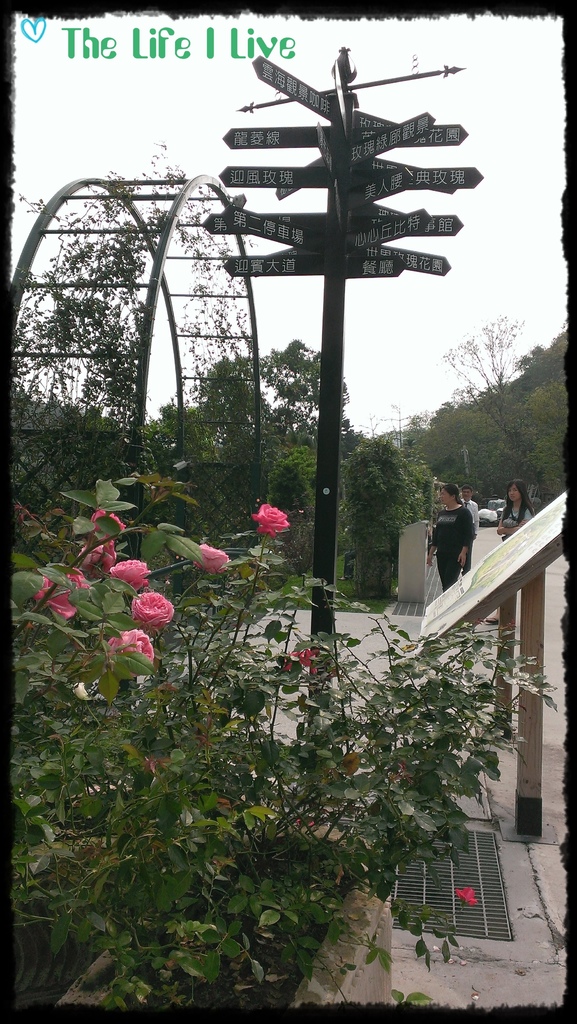 雅聞七里香玫瑰森林 22.jpg