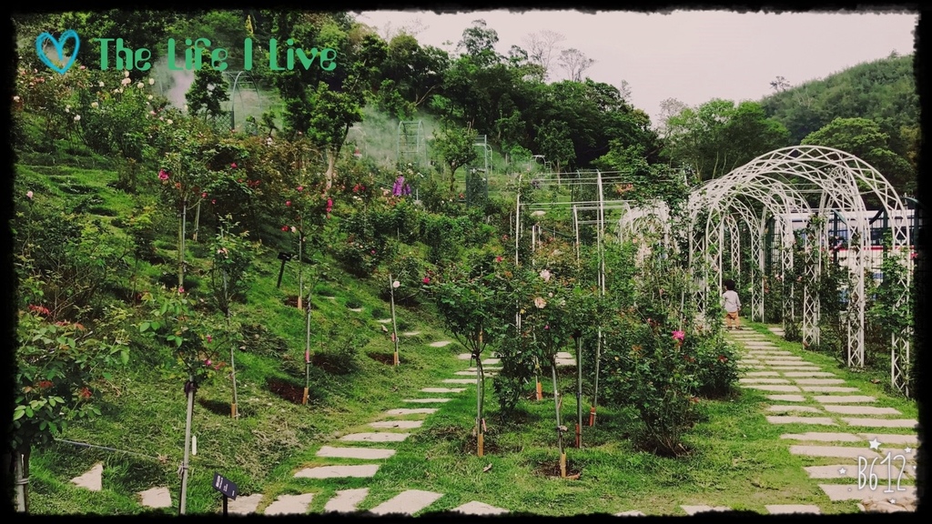 雅聞七里香玫瑰森林 41.jpg