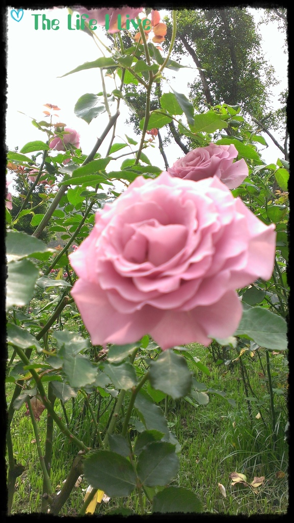 雅聞七里香玫瑰森林 2.jpg