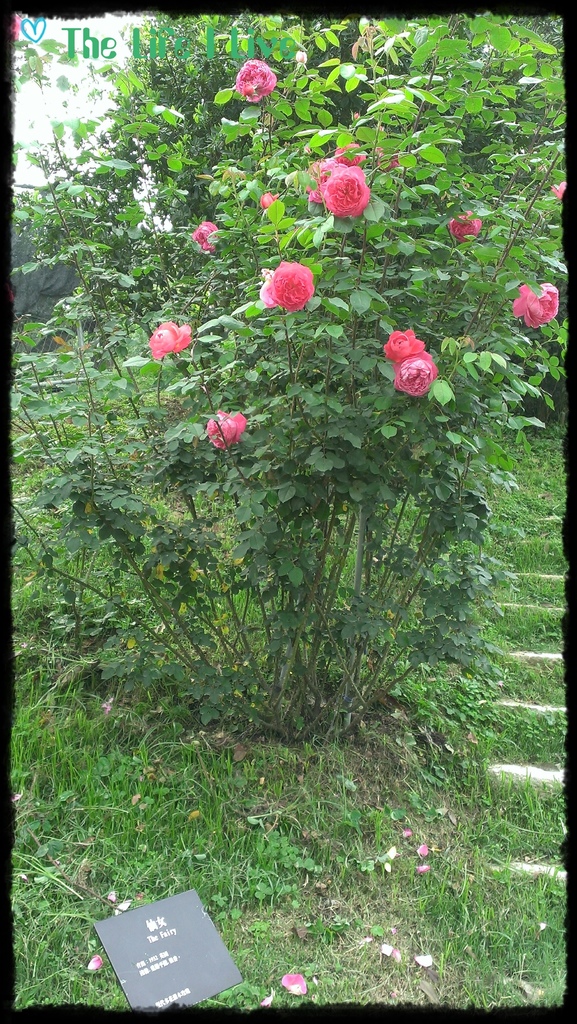 雅聞七里香玫瑰森林 15.jpg