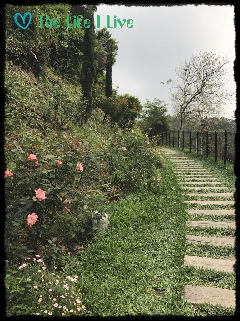 雅聞七里香玫瑰森林 45.jpg