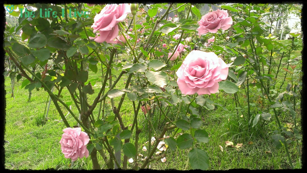 雅聞七里香玫瑰森林 3.jpg