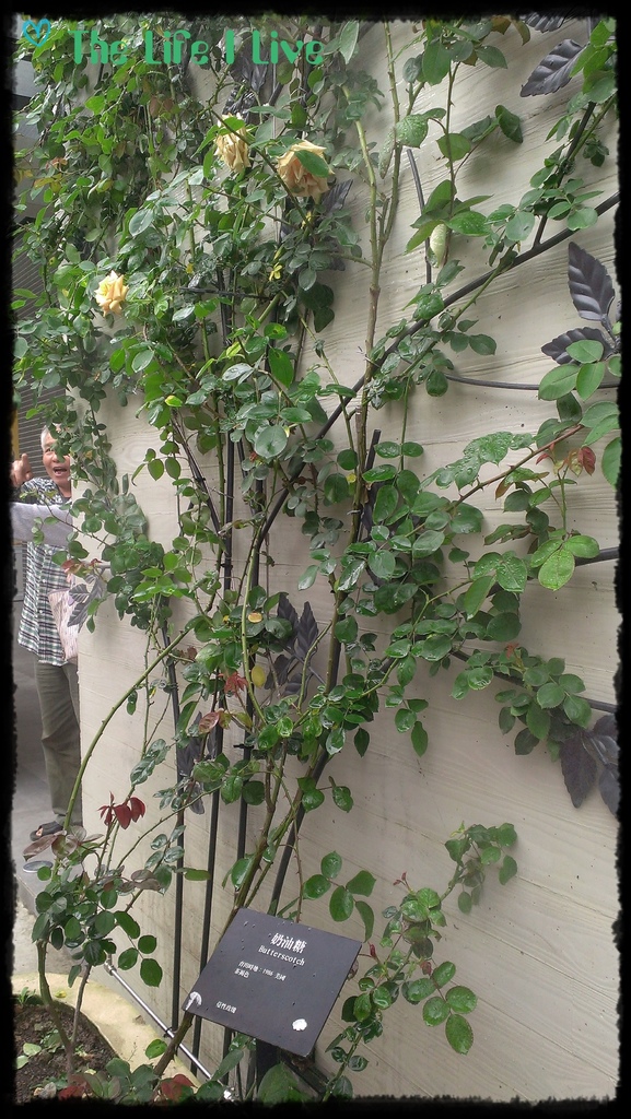 雅聞七里香玫瑰森林 31.jpg