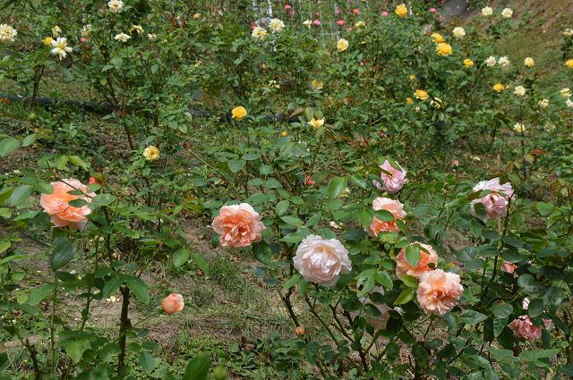 雅聞玫瑰森林53