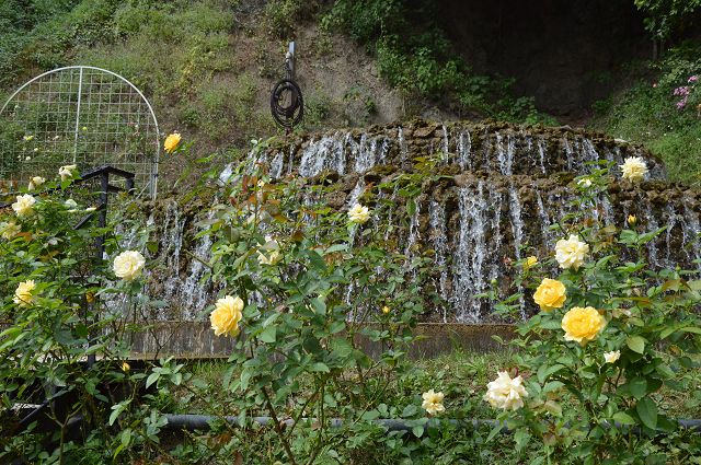 雅聞玫瑰森林55