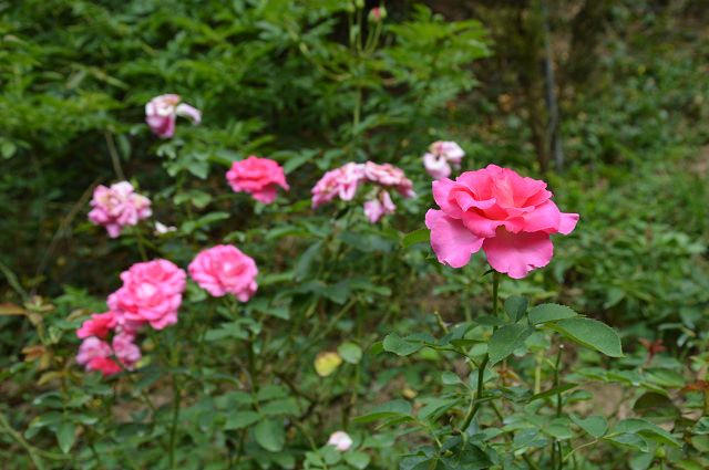 雅聞玫瑰森林51